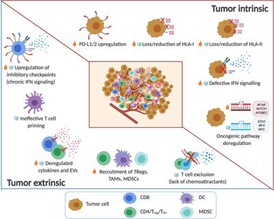 Understanding the Immune-Stroma Microenvironment in B Cell Malignancies for Effective Immunotherapy